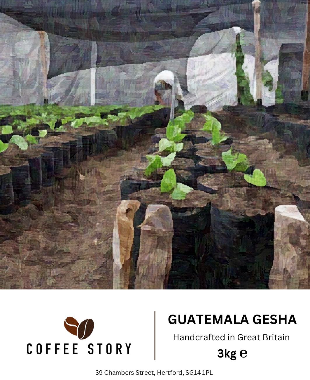 Guatemalan Gesha